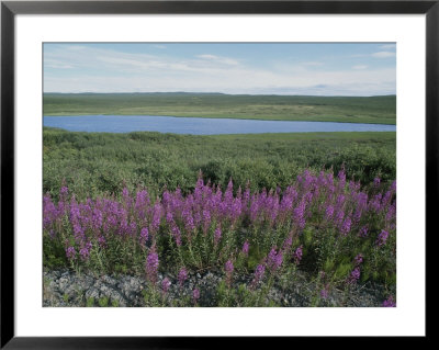 Fireweed Blooms On The Tundra Near A Lake by Rich Reid Pricing Limited Edition Print image