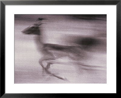 An Antelope Speeds Past The Camera by Bobby Model Pricing Limited Edition Print image
