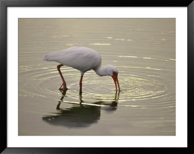 A White Ibis Sticks His Beak In The Water Looking For A Meal by Nicole Duplaix Pricing Limited Edition Print image
