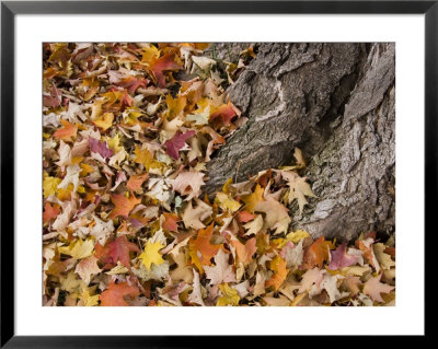 Autumn Leaves Blanket The Foot Of The Tree They Fell Off by Taylor S. Kennedy Pricing Limited Edition Print image