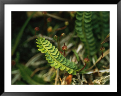 Aleutian Shield Fern, An Endangered Plant Found Only On Adak Island by Joel Sartore Pricing Limited Edition Print image
