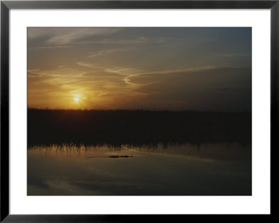 An Alligator In Silhouette Glides Through Wetlands At Sunset by Raul Touzon Pricing Limited Edition Print image