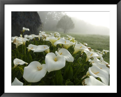 Calla Lilies, Bolinas, California by Brimberg & Coulson Pricing Limited Edition Print image