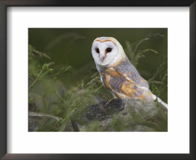 Barn Owl On Dry Stone Wall, Tyto Alba, United Kingdom by Steve & Ann Toon Pricing Limited Edition Print image