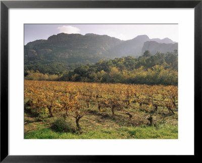 Vineyards Near Roquebrun Sur Argens, Var, Provence, France by Michael Busselle Pricing Limited Edition Print image