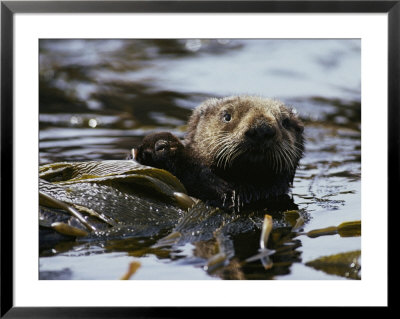 A Sea Otter Has Wrapped Himself With Kelp As An Anchor For A Nap by Bill Curtsinger Pricing Limited Edition Print image