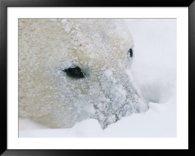 A Close View Of A Polar Bears Snow-Encrusted Face by Paul Nicklen Pricing Limited Edition Print image