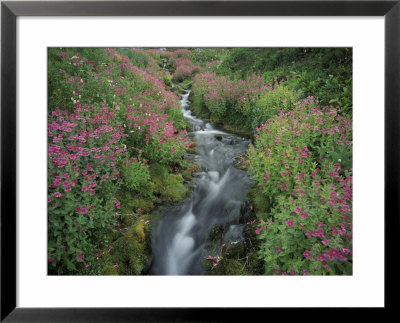 Pink Monkey Flower Near Mountain Stream, Mt. Rainier National Park, Washington, Usa by Stuart Westmoreland Pricing Limited Edition Print image