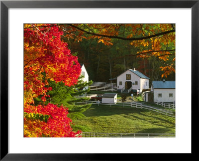 Morning Chores At The Imagination Morgan Horse Farm, Vermont, Usa by Charles Sleicher Pricing Limited Edition Print image