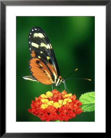 Butterfly At Lantana In Mimicry Ring, C.Rica by Michael Fogden Pricing Limited Edition Print image