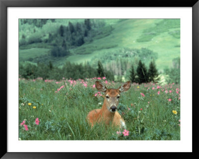 Doe Mule Deer In Lush Field by Allen Russell Pricing Limited Edition Print image