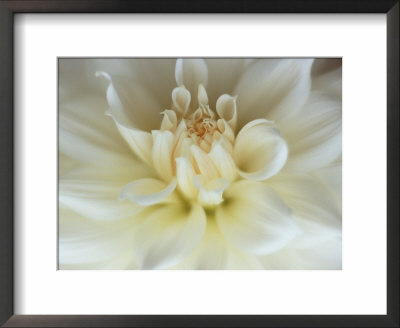 White Dahlia Close-Up by Janell Davidson Pricing Limited Edition Print image