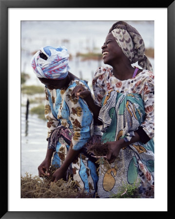Two Smiling Zanzibari Women Working In Seaweed Cultivation, Zanzibar, Tanzania, East Africa, Africa by Yadid Levy Pricing Limited Edition Print image
