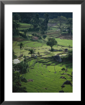 Rice Plantation, Terraced Fields, In Hills Near Hangnuanketa, Kandy District, Sri Lanka by David Beatty Pricing Limited Edition Print image