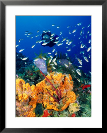 Diving At Barry's Dream Site, Near Mero, Mero, Dominica by Michael Lawrence Pricing Limited Edition Print image