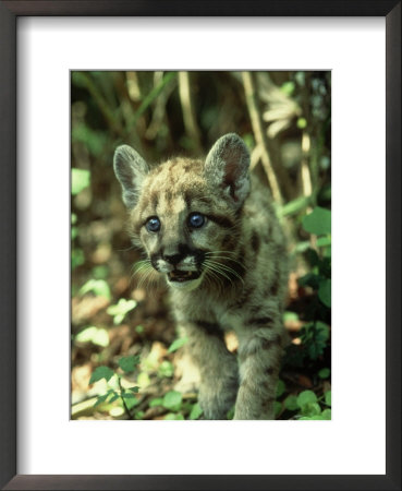 Florida Panther, Felis Concolor Coryi, Kitten by Brian Kenney Pricing Limited Edition Print image