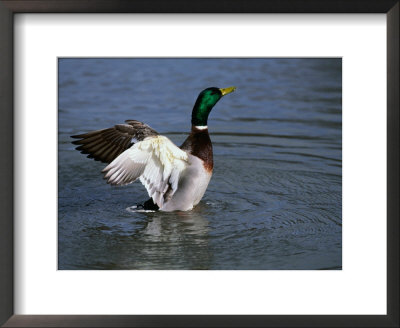 Drake Mallard (Anas Platyrhynchos), United Kingdom by David Tipling Pricing Limited Edition Print image