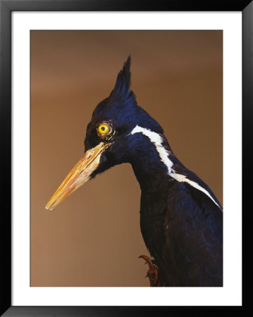 Close View Of An Ivory-Billed Woodpecker (Campephilus Principalis) by Joel Sartore Pricing Limited Edition Print image