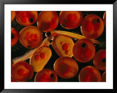A Magnified View Of Atlantic Salmon Eggs by Paul Nicklen Pricing Limited Edition Print image