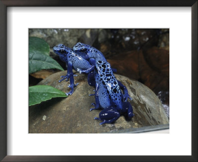 A Pair Of Blue Poison Dart Frogs Mate As Another Looks On by George Grall Pricing Limited Edition Print image