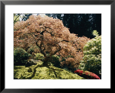 A Japanese Garden In Portland by Darlyne A. Murawski Pricing Limited Edition Print image