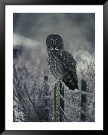 Portrait Of A Great Gray Owl On A Frosty Fence In Winter by Michael S. Quinton Pricing Limited Edition Print image