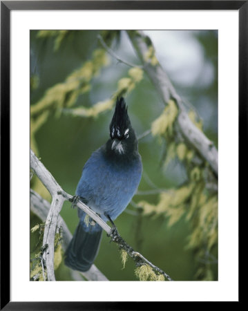 Close View Of A Stellers Jay Sitting On A Branch by Michael S. Quinton Pricing Limited Edition Print image
