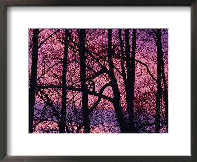 Detail Of Bare Trees Silhouetted Against A Deep Rose Sky by Mattias Klum Pricing Limited Edition Print image
