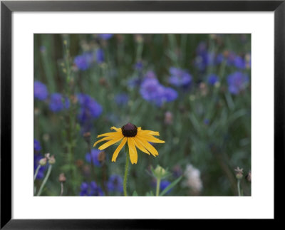 Black-Eyed Susan by Brian Gordon Green Pricing Limited Edition Print image