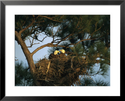 Pair Of American Bald Eagles Sitting In Their Nest In A Pine Tree by Klaus Nigge Pricing Limited Edition Print image