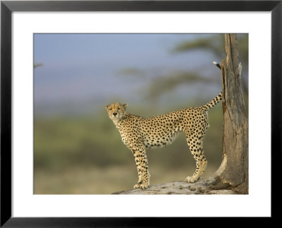 A Cheetah With Raised Tail Stands At The Base Of A Tree by Roy Toft Pricing Limited Edition Print image