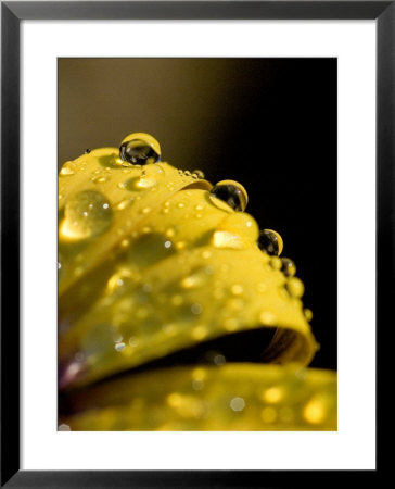 Close View Of Water Droplets On A Yellow Flower, Groton, Connecticut by Todd Gipstein Pricing Limited Edition Print image