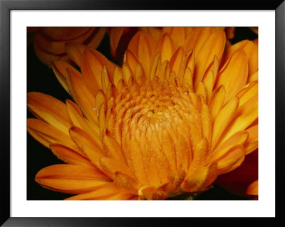 Close View Of Golden Marigold Sprinkled With Pollen by Brian Gordon Green Pricing Limited Edition Print image