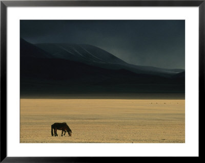 Winter Storm Rolls In Over A Horse Grazing On A Mongolian Steppe by David Edwards Pricing Limited Edition Print image
