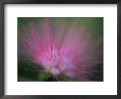 A Close View Of A Delicate Wildflower by Heather Perry Pricing Limited Edition Print image