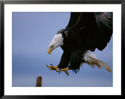 An American Bald Eagle Brakes For A Landing by Paul Nicklen Pricing Limited Edition Print image