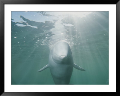 Underwater Portrait Of A Beluga Whale Bathed In Rays Of Sunlight by Brian J. Skerry Pricing Limited Edition Print image