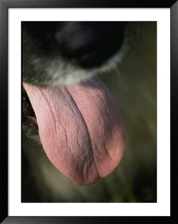 The Pink Tongue Of A Happy Dog by Stephen St. John Pricing Limited Edition Print image