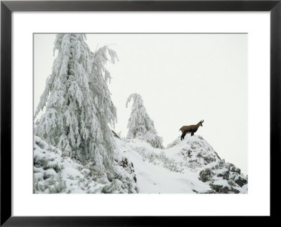 Fir Trees And Chamois In Snow, Berchtesgaden National Park, Germany by Norbert Rosing Pricing Limited Edition Print image