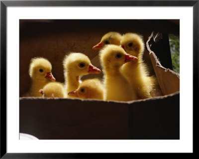 Baby Ducklings by James L. Stanfield Pricing Limited Edition Print image