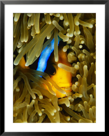 An Orange-Fin Anemonefish Nestled In The Tentacles Of A Sea Anemone by Tim Laman Pricing Limited Edition Print image