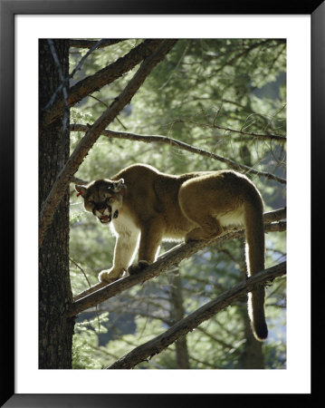 Backlit Mountain Lion Stands On A Pine Branch by Dr. Maurice G. Hornocker Pricing Limited Edition Print image