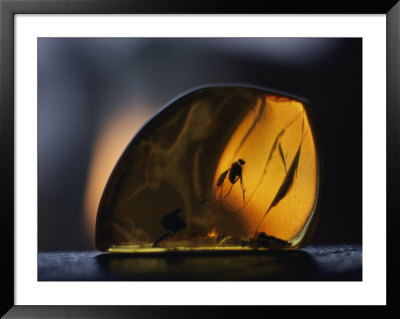 Amber Containing Fossilized Insects by Thomas J. Abercrombie Pricing Limited Edition Print image