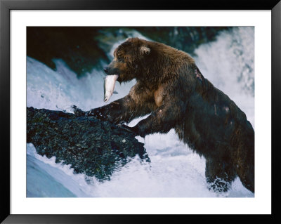 A Grizzly Bear With A Freshly Caught Salmon In Its Mouth Climbs Up Onto A Rock by Joel Sartore Pricing Limited Edition Print image