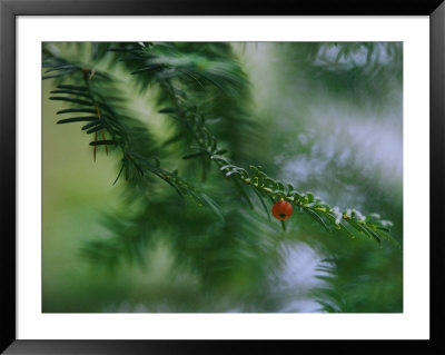 Detail Of An Evergreen Bough With One Red Berry Set Against Softened Branches by Mattias Klum Pricing Limited Edition Print image