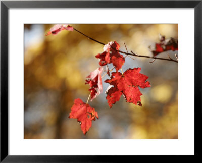 Autumn-Hued Maple Leaves Clinging To A Branch by Charles Kogod Pricing Limited Edition Print image