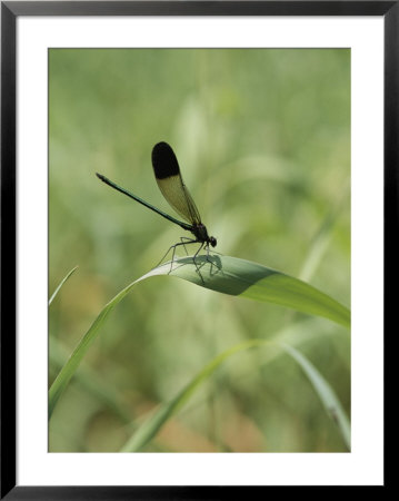 A Graceful Dragonfly Sitting On A Blade Of Grass by Heather Perry Pricing Limited Edition Print image