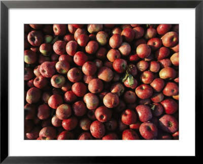 Bins Of Apples Glisten With Morning Dew At A Roadside Stand by Stephen St. John Pricing Limited Edition Print image