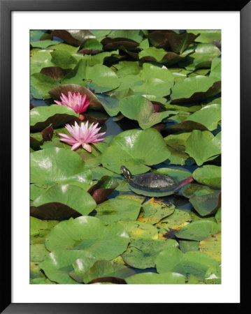 A Painted Turtle Rests On A Water Lily Pad Near Two Pink Flowers by George Grall Pricing Limited Edition Print image