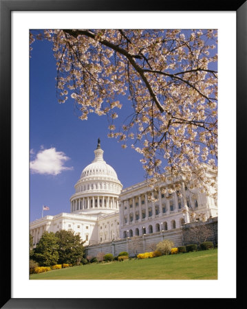 A View Of A Cherry Tree In Bloom And The West Face Of The Capitol Building by Richard Nowitz Pricing Limited Edition Print image